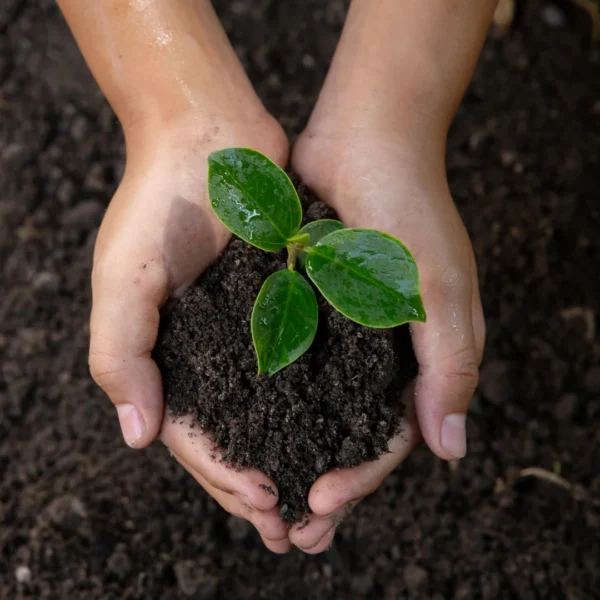 Premium quality soil for indoor and outdoor plants. Rich in nutrients, well-draining, and pH-balanced for optimal plant growth. Suitable for repotting, seeding, and landscaping projects. Available in convenient sizes to meet your gardening needs. Premium Garden Soil For Plants